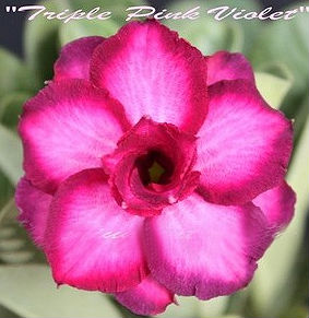 (image for) Adenium Seeds \'Triple Pink Violet\' 5 Seeds